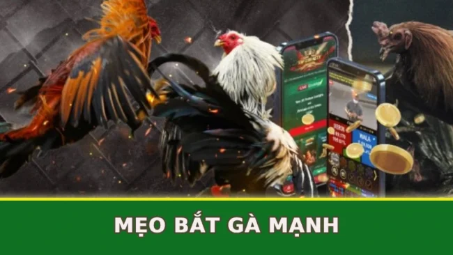 meo-bat-ga-manh
